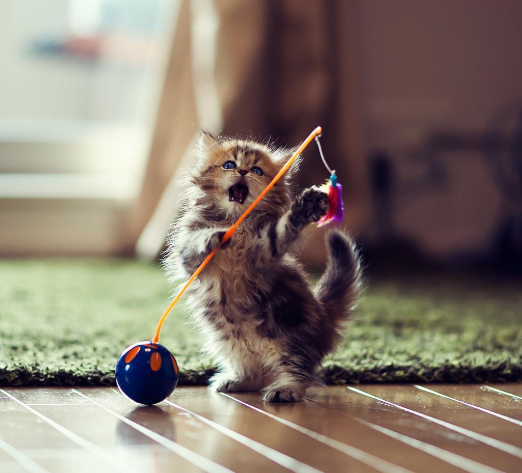 Best4Pet.eu